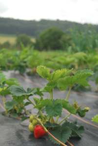 Une des premières...