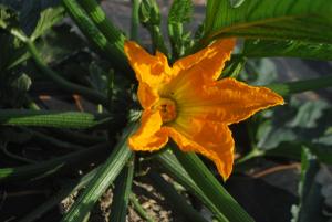 fleur courgette