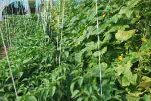 Après la jungle de tomates... celle de concombres et piments !