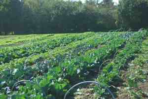 L'automne sera BON... de légumes !