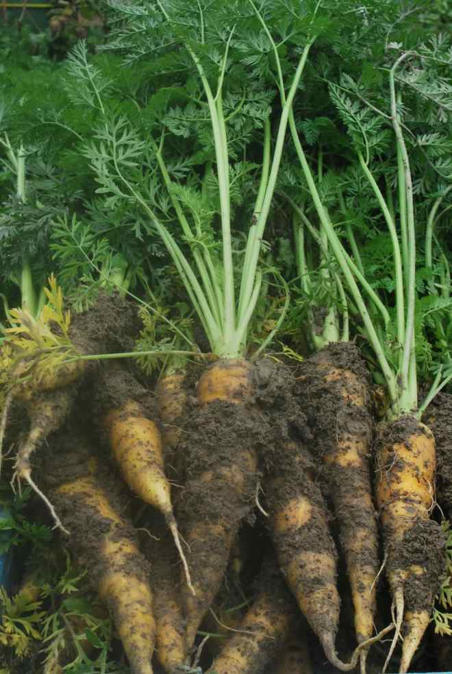 k-rottes ki se k-chent