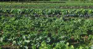 Les pousses vertes... ben oui !