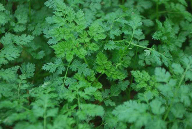 cette semaine dans votre panier !