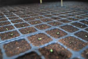 mini mini pousses vertes