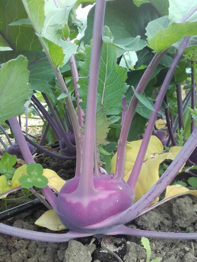 notre tête d'extraterrestre est de retour, miammmm