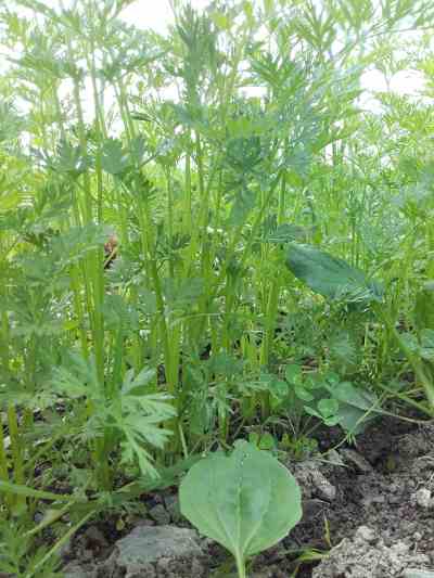 et pendant ce temps-là...