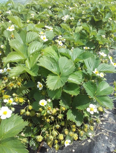 elles se préparent...