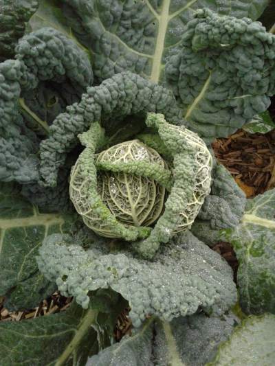 Po po pomme... de chou!