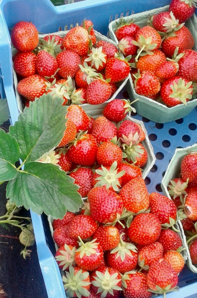 photos 20180602 fraises